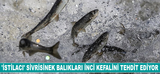 'İstilacı' sivrisinek balıkları inci kefalini tehdit ediyor