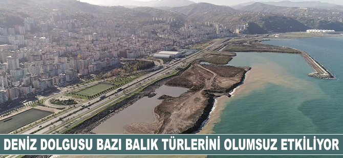 Karadeniz’de kırlangıç ve 30 santimetre boyundaki istavritlere artık rastlanmıyor