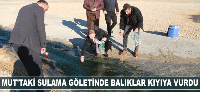 Mut’taki sulama göletinde balıklar kıyıya vurdu