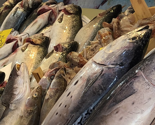 Sıcak havalar tezgahlarda balık fiyatlarını yükseltti