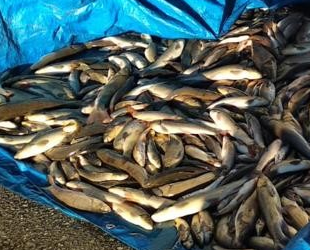 Kastamonu’da yasak olan 20 tırıvırı yakalandı