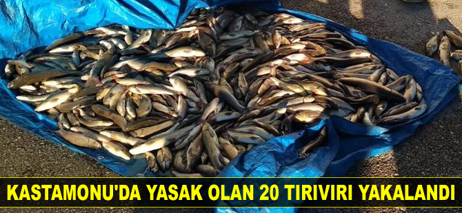 Kastamonu’da yasak olan 20 tırıvırı yakalandı