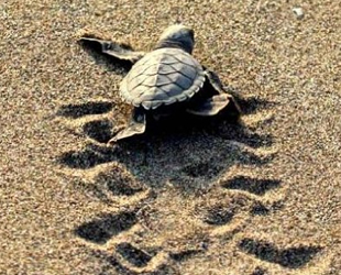 537 bin yavru deniz kaplumbağası denizle buluştu