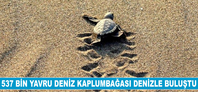 537 bin yavru deniz kaplumbağası denizle buluştu
