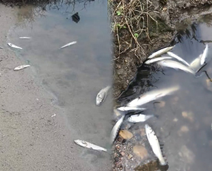 Teke Deresi’nde onlarca balık telef oldu