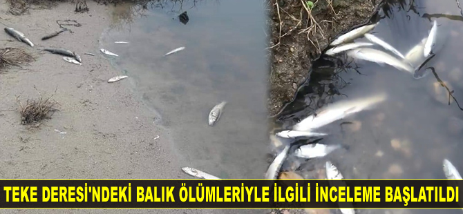 Teke Deresi’nde onlarca balık telef oldu