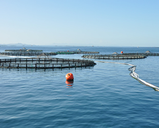 Avrupa'da tüketilen her 3 balıktan biri Türkiye'den gidiyor