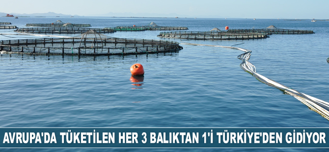 Avrupa'da tüketilen her 3 balıktan biri Türkiye'den gidiyor