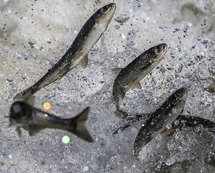 İnci kefali, Van bölgesinin markası haline geldi