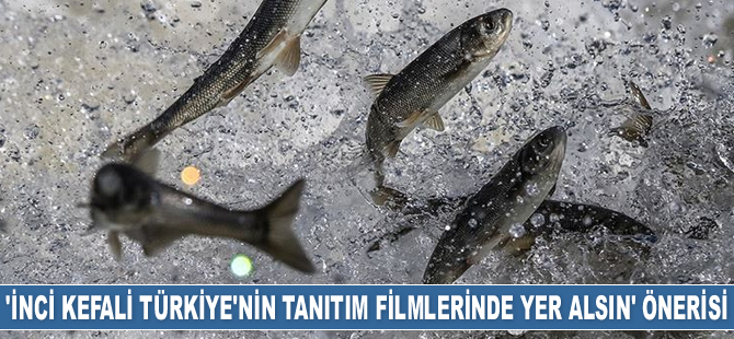 İnci kefali, Van bölgesinin markası haline geldi