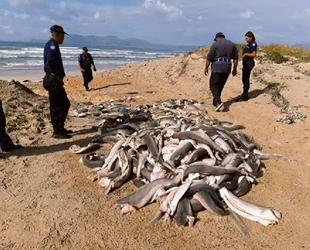 Başları kesilmiş onlarca yavru köpek balığı bulundu