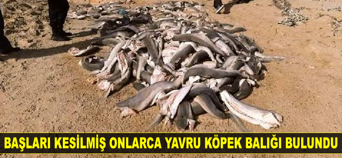 Başları kesilmiş onlarca yavru köpek balığı bulundu
