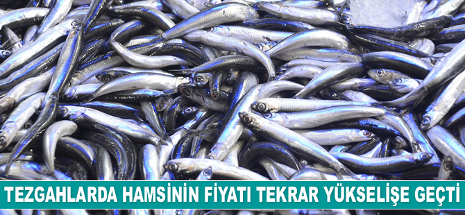 Hamsinin fiyatı tekrar yükselişe geçti
