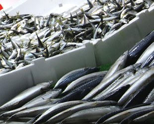 Balıkçılar, yanlış avlanmalardan dert yanıyor