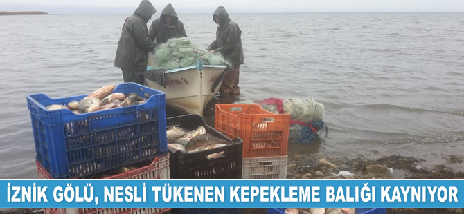 İznik Gölü, nesli tükenen kepekleme balığı kaynıyor