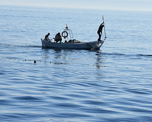 Karadenizli balıkçılar, ‘difana’ yöntemi ile kefal avladılar