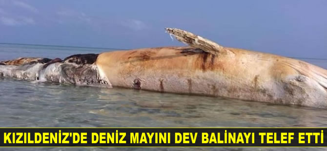 Kızıldeniz’de deniz mayını dev balinayı telef etti