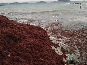 İstanbul'da Caddebostan Sahili kızıla büründü