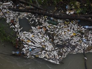 Kastamonu'daki Gökırmak'ta toplu balık ölümleri