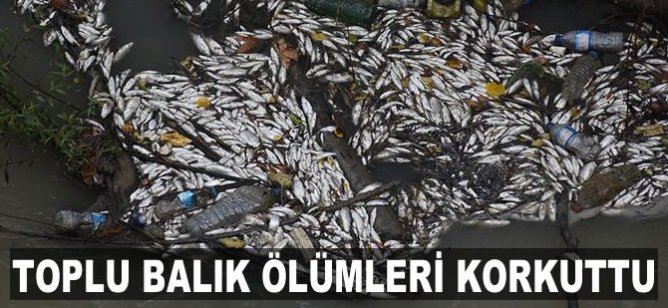 Kastamonu'daki Gökırmak'ta toplu balık ölümleri