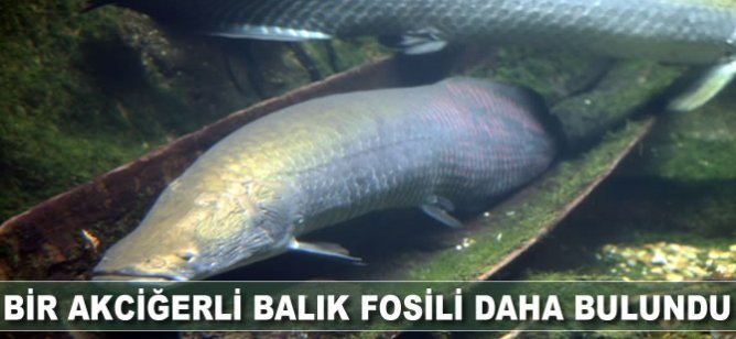 Bilim İnsanları, Bir Akciğerli Balık Fosili Daha Buldu