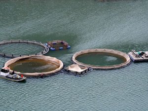 Japonya, Birleşik Arap Emirlikleri ve Vietnam'a balık ihracatı