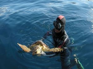 9 yıl önce kurtarılan deniz kaplumbağası ölü bulundu