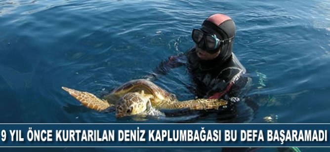 9 yıl önce kurtarılan deniz kaplumbağası ölü bulundu