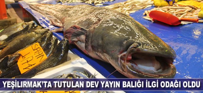 Yeşilırmak’ta tutulan dev yayın balığı ilgi odağı oldu