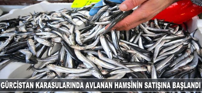 Gürcistan karasularında avlanan hamsinin satışına başlandı