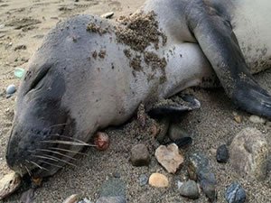 Alanya sahilinde ölü halde Akdeniz foku bulundu