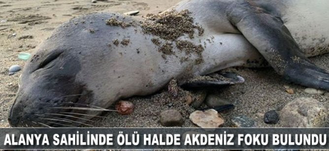 Alanya sahilinde ölü halde Akdeniz foku bulundu