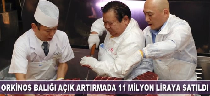 Orkinos balığı açık artırmada 11 milyon liraya satıldı