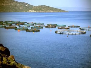 Adana kıyılarına balık çiftlikleri kurulacak