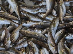 Karadenizli balıkçıların yüzü dip balıklarıyla gülüyor