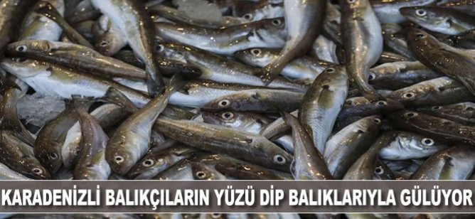 Karadenizli balıkçıların yüzü dip balıklarıyla gülüyor