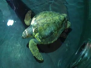 Yaralı caretta caretta, İstanbul Akvaryum'da tedavi altına alındı