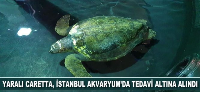 Yaralı caretta caretta, İstanbul Akvaryum'da tedavi altına alındı