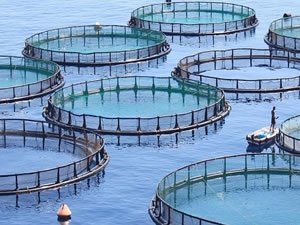 Mersin Barosu'ndan balık çiftlikleri tepkisi