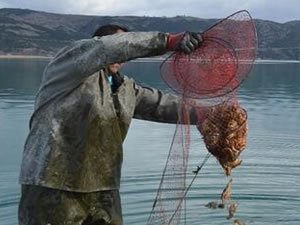 Kaçak avlanan bin 630 kilogram kerevit göle bırakıldı