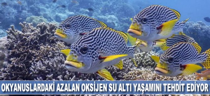 Okyanuslardaki azalan oksijen su altı yaşamını tehdit ediyor