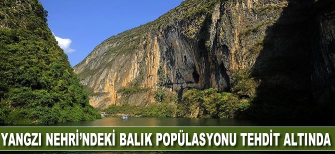 Çin'in Yangzı Nehri'ndeki balık popülasyonu yok olma tehlikesiyle karşı karşıya