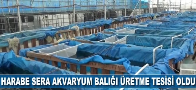 Harabe sera akvaryum balığı üretim tesisi oldu