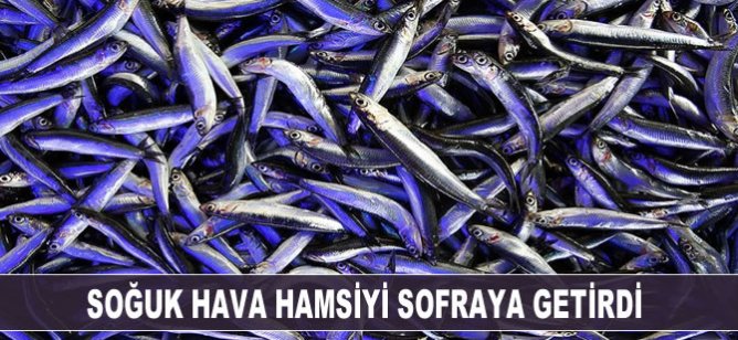 Soğuk hava hamsiyi sofraya getirdi