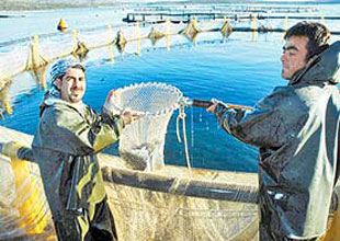 Ordulu su ürünleri yetiştiricilerine destek