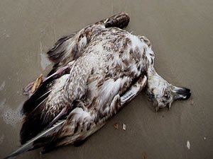 Okyanustaki su kütlesi bir milyon kuşun ölümüne neden oldu