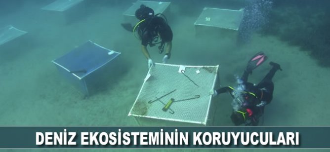 Deniz ekosisteminin koruyucuları