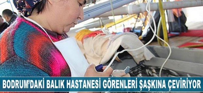 Bodrum'daki balık hastanesi görenleri hayrete düşürüyor
