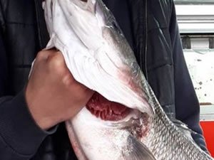 Gelibolu'da oltayla 6 kiloluk levrek yakaladı