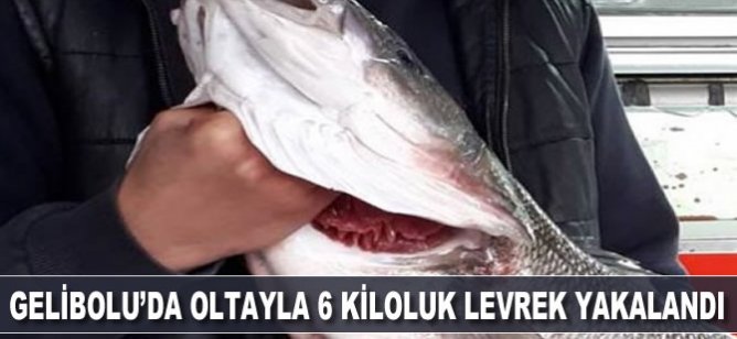 Gelibolu'da oltayla 6 kiloluk levrek yakaladı